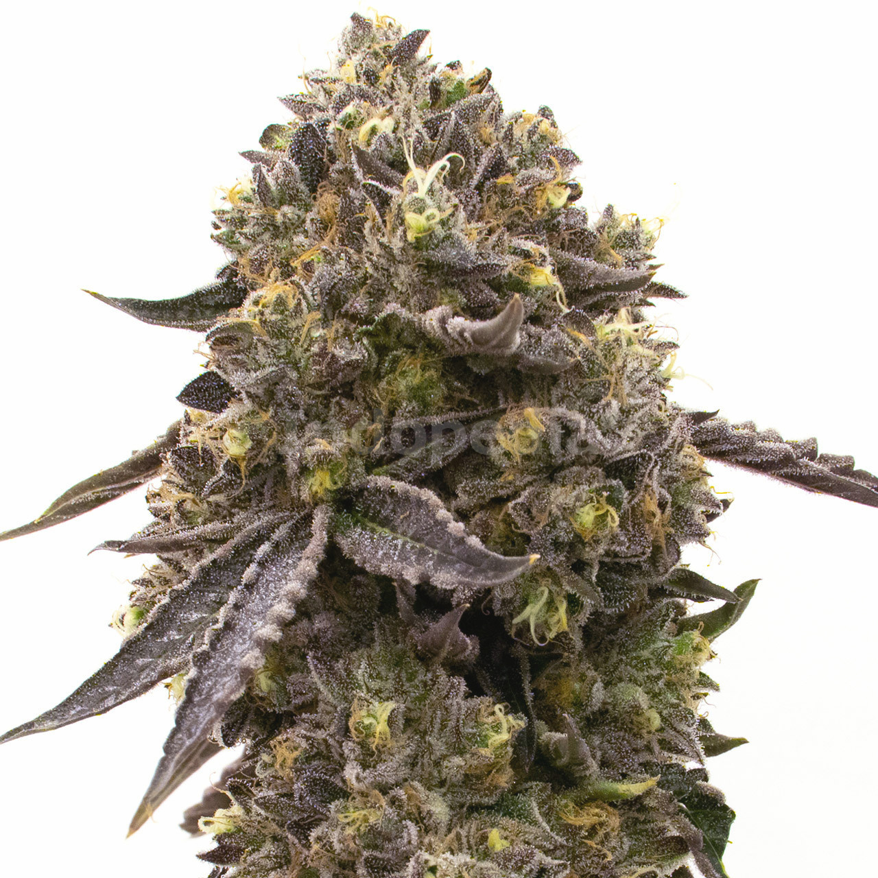 Purple Gelato Feminized Cannabis Seeds