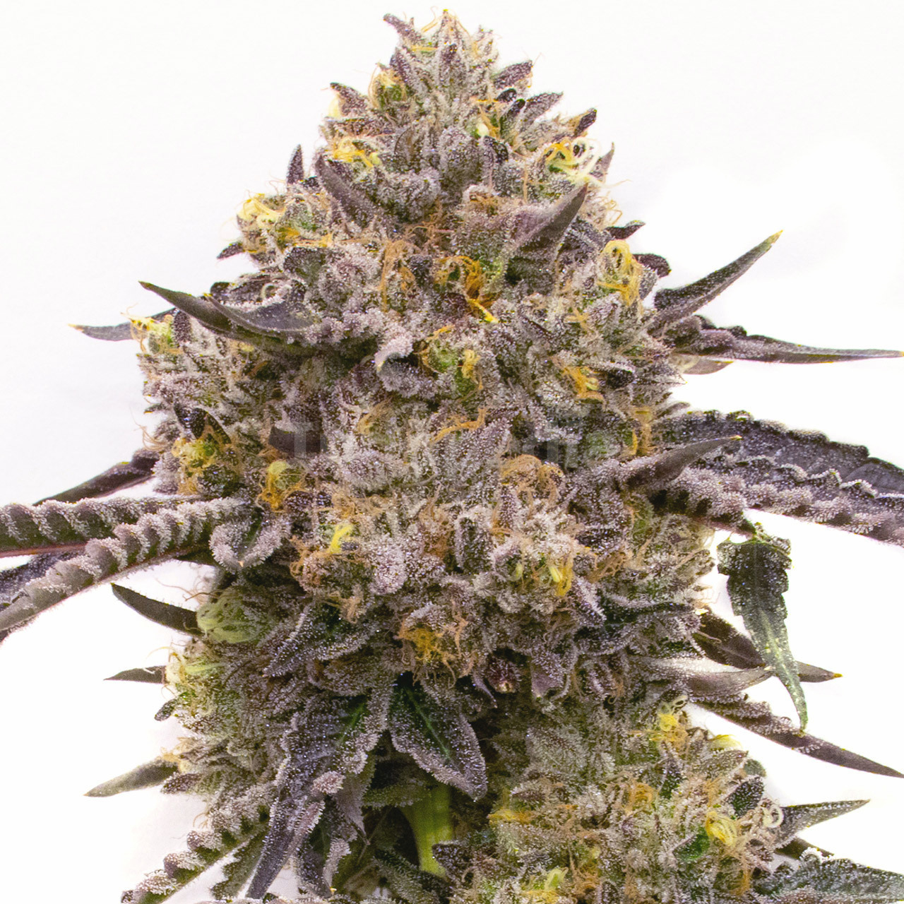 Purple Haze Feminized Cannabis Seeds