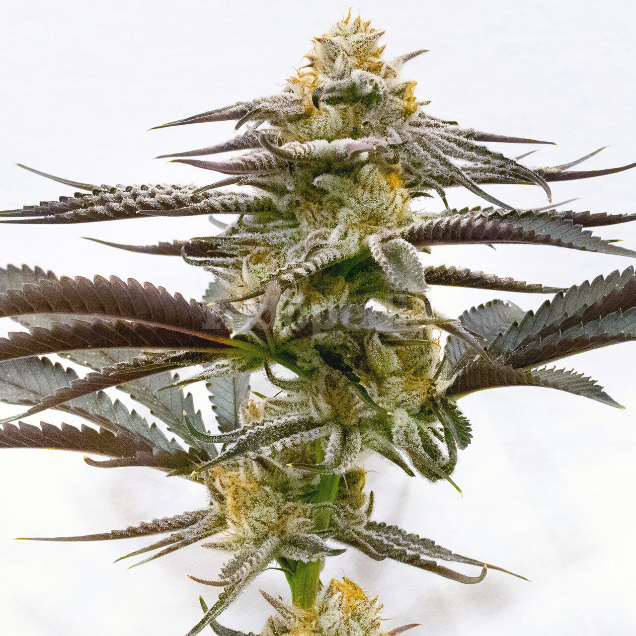 Purple Kush Feminized Cannabis Seeds