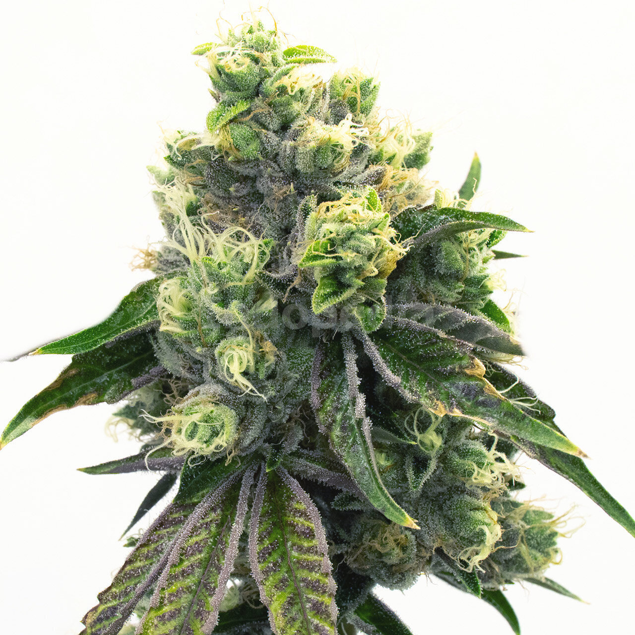 Purple Urkle Feminized Cannabis Seeds