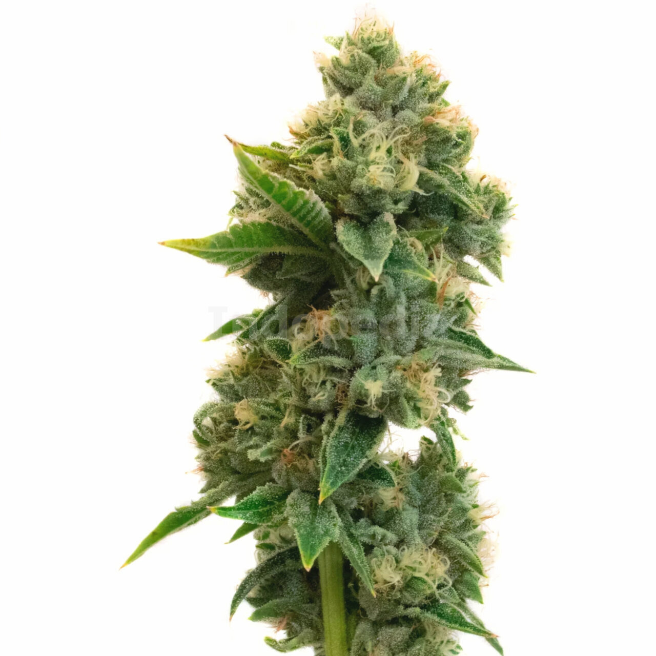 Rosenthal Feminized Cannabis Seeds