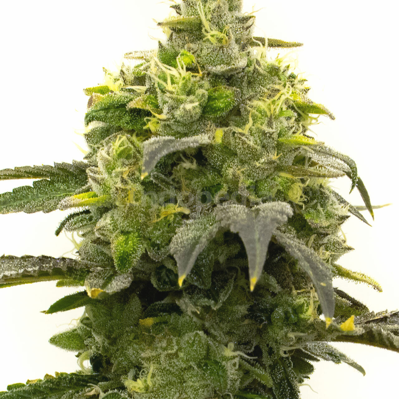 Rosetta Stone Feminized Cannabis Seeds