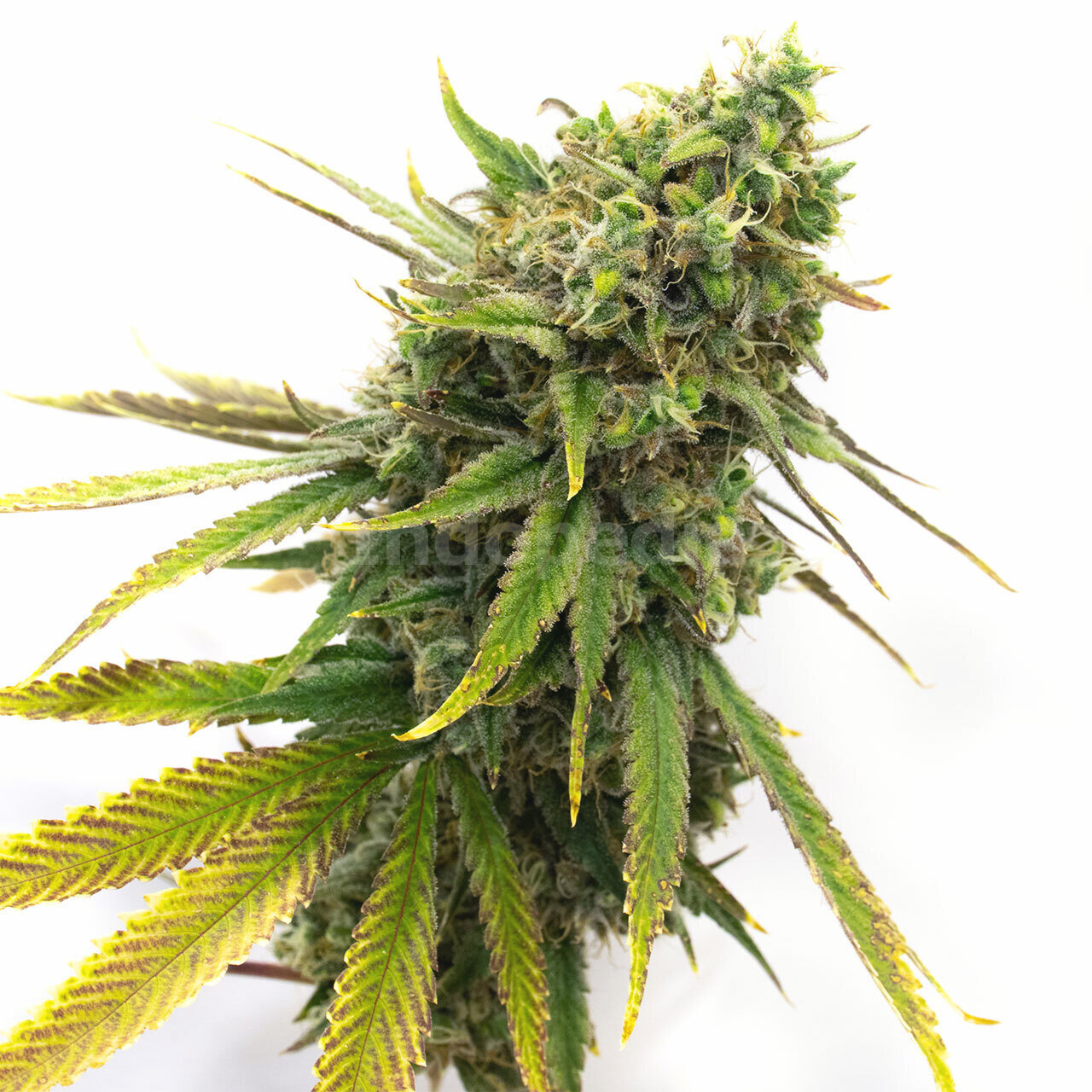 San Fernando Valley Kush Feminized Cannabis Seeds