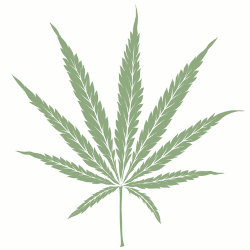 sativa cannabis seeds icon