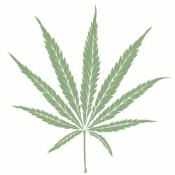 sativa cannabis seeds icon
