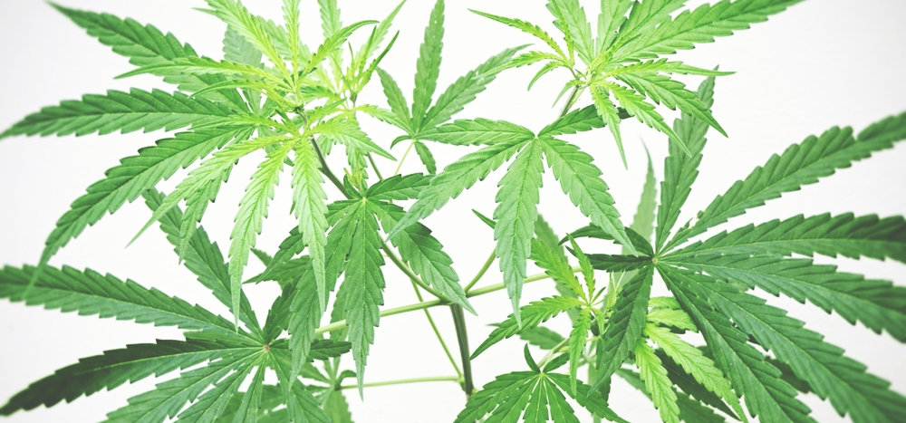 sativa cannabis plant in vegetative growth