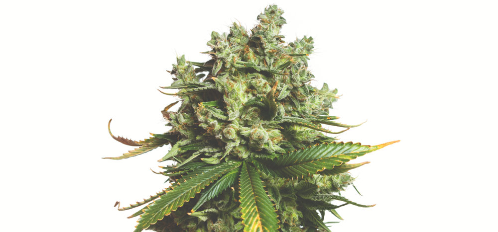 sativa cannabis plant with buds
