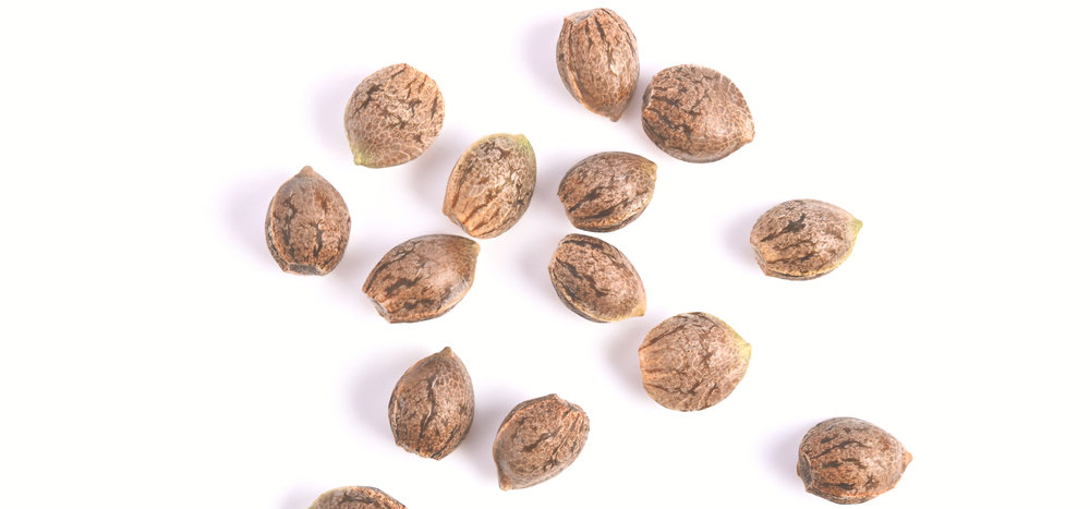 sativa marijuana seeds on white surface