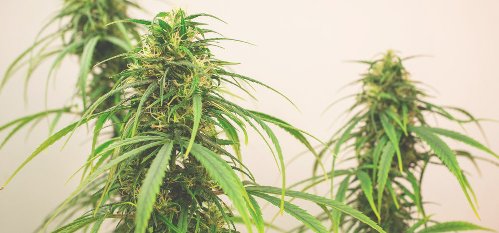 sativa weed plants floweirng