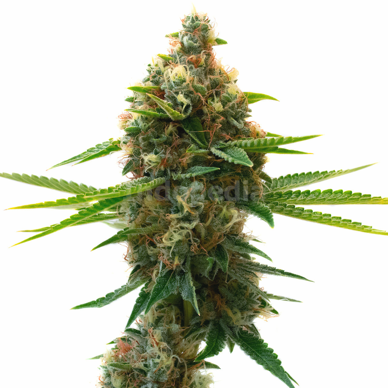 Shishkaberry Punch Feminized Cannabis Seeds