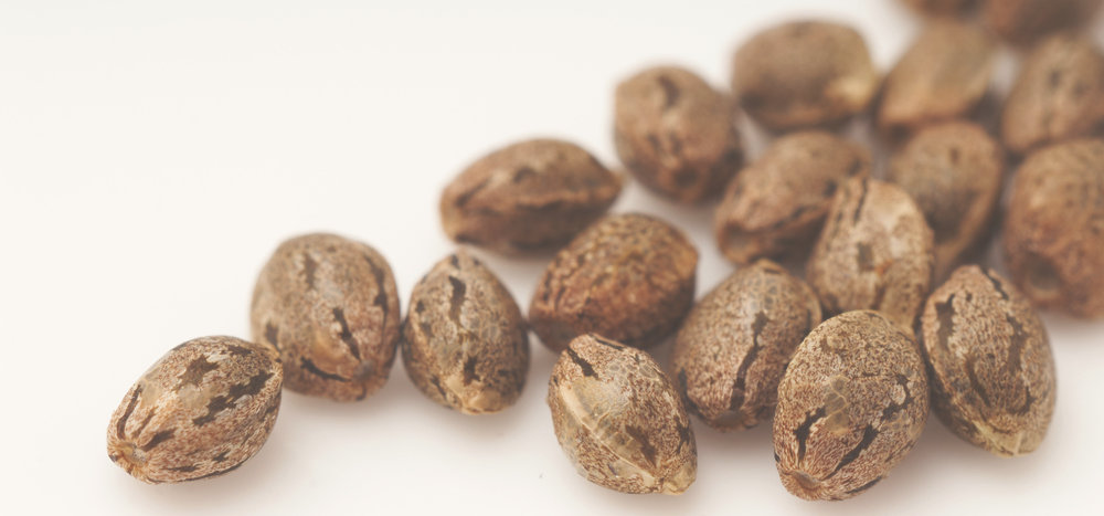 cannabis seeds laid out over white background