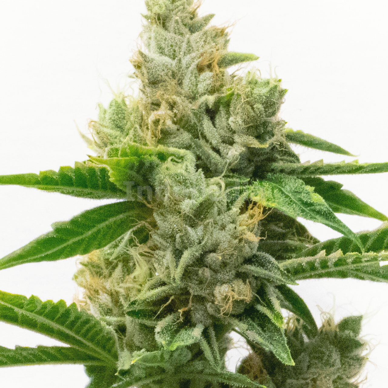 Skunk #1 Autoflower Cannabis Seeds