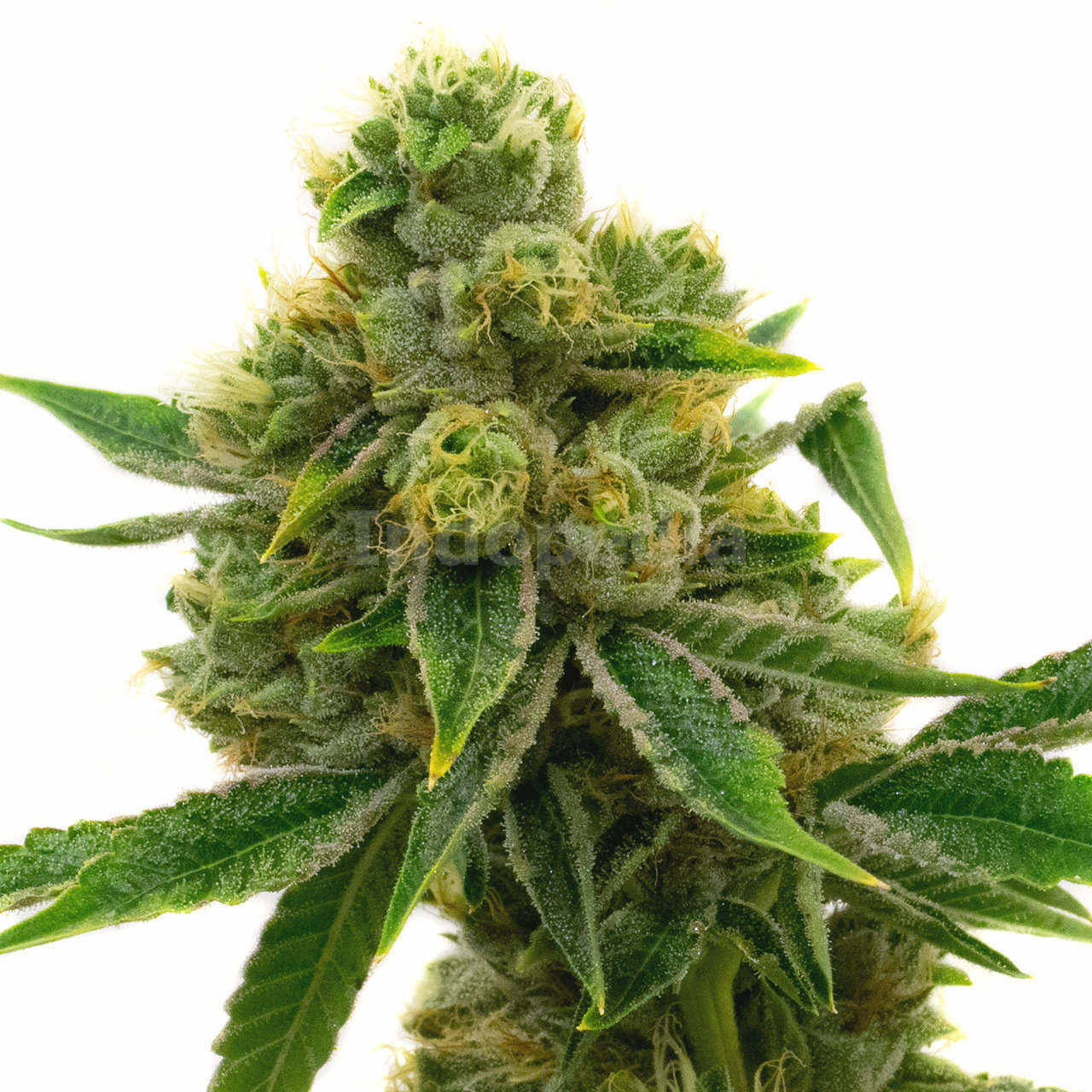 Skunk #1 Feminized Cannabis Seeds