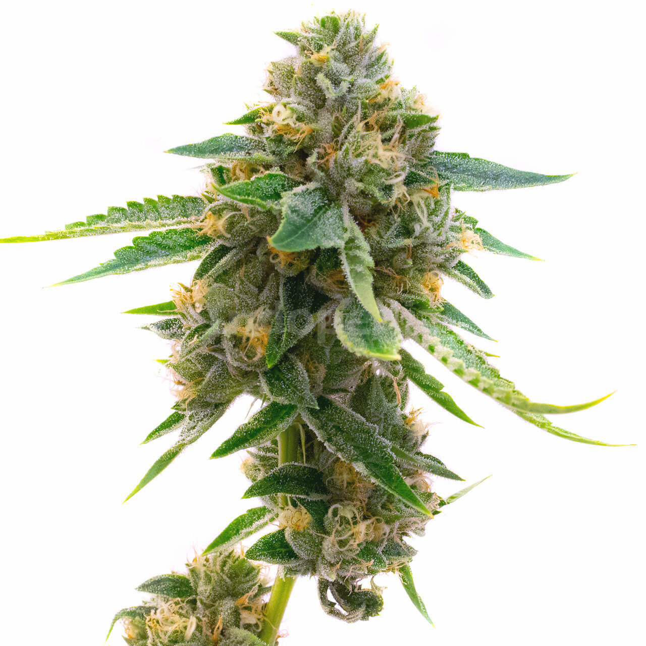 Skunk Fast Version Cannabis Seeds