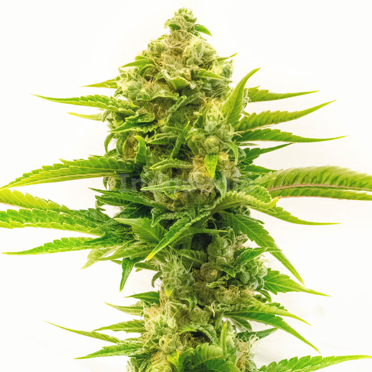 Skywalker Feminized Cannabis Seeds