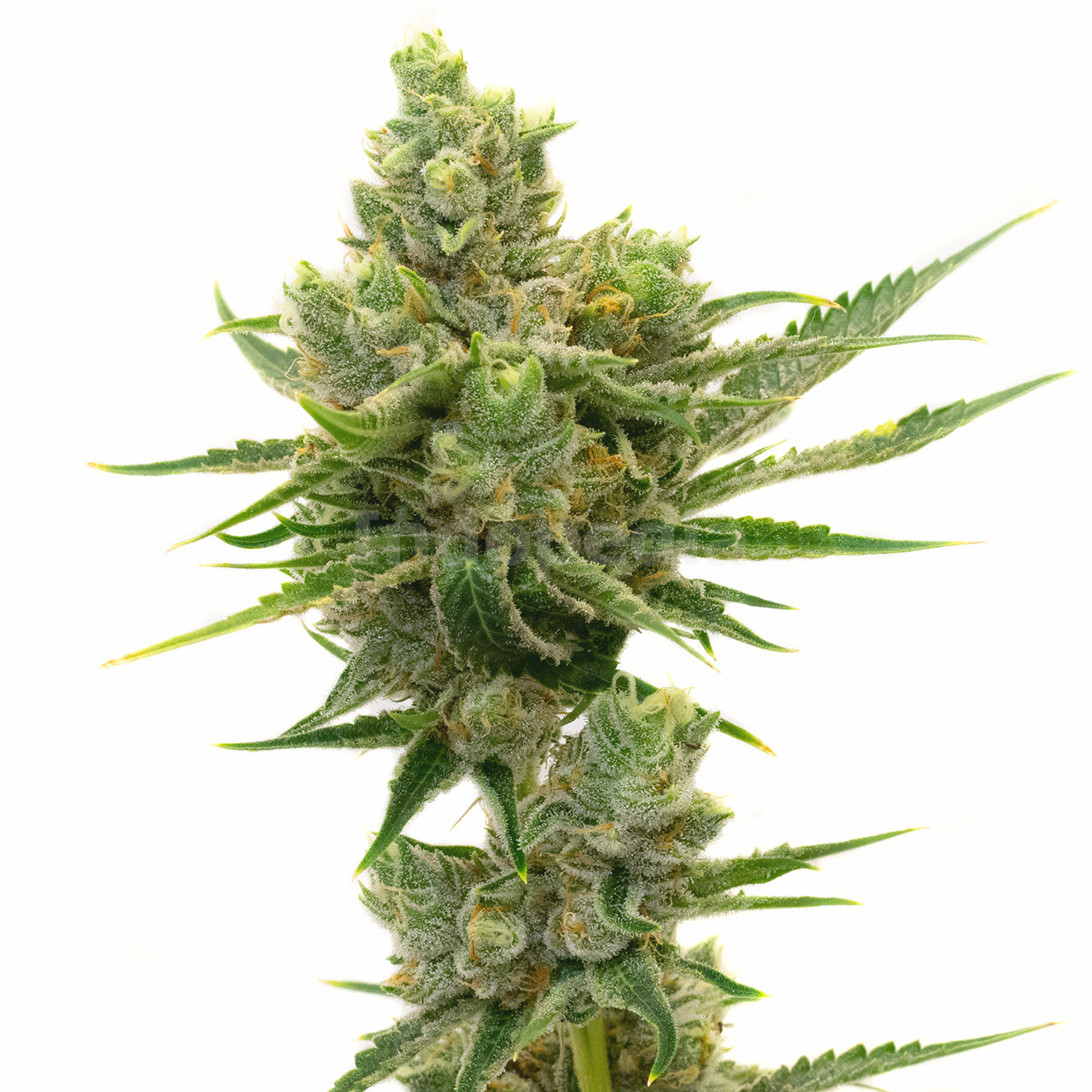 Sour Diesel Autoflower Cannabis Seeds