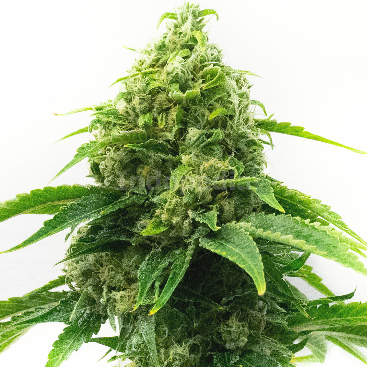 Sour Diesel Feminized Cannabis Seeds