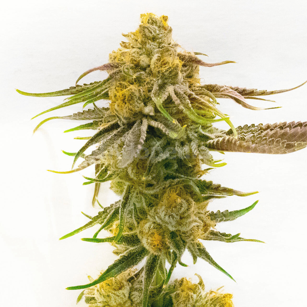 Strawberry Banana Cheese Feminized Cannabis Seeds