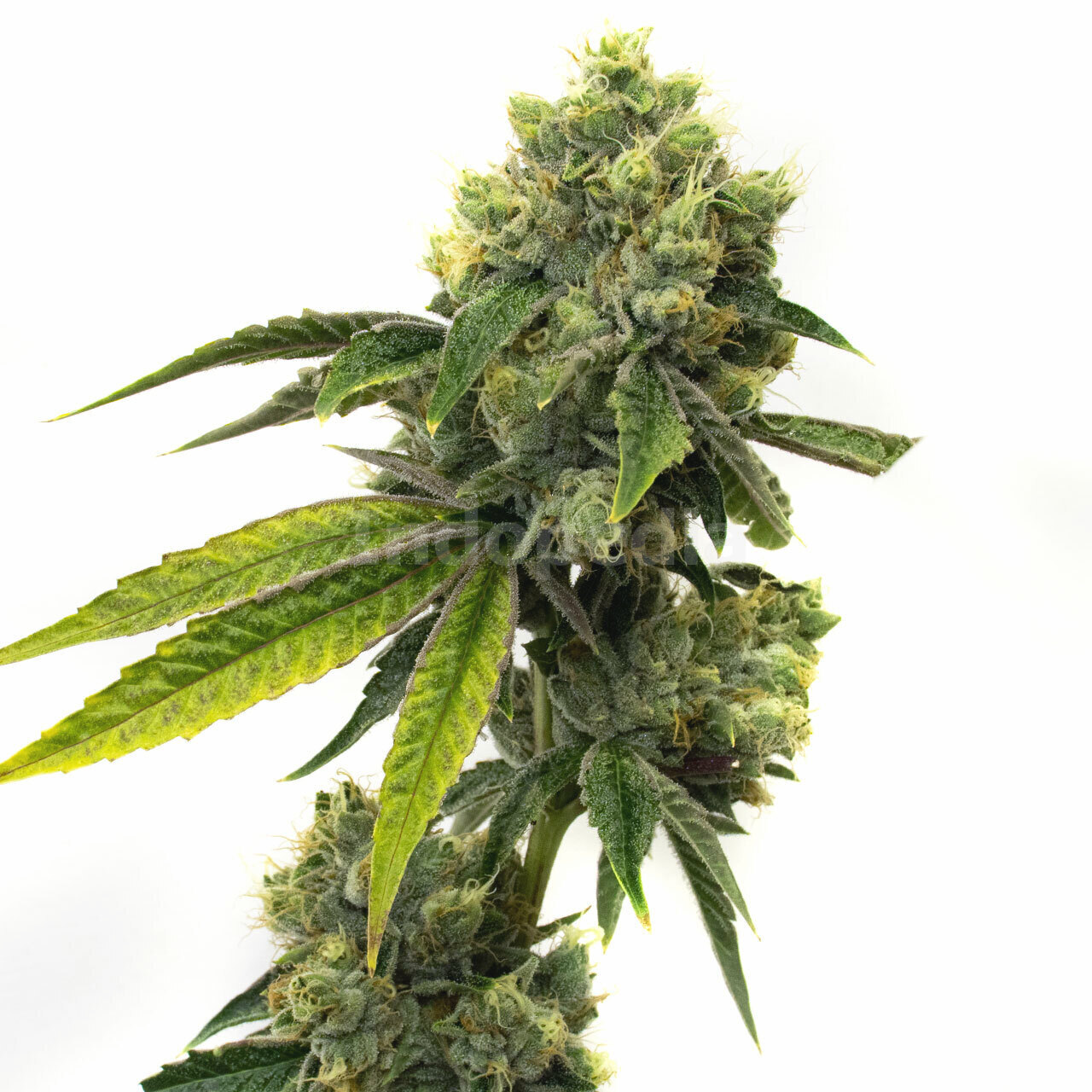 Strawberry Kush Feminized Cannabis Seeds