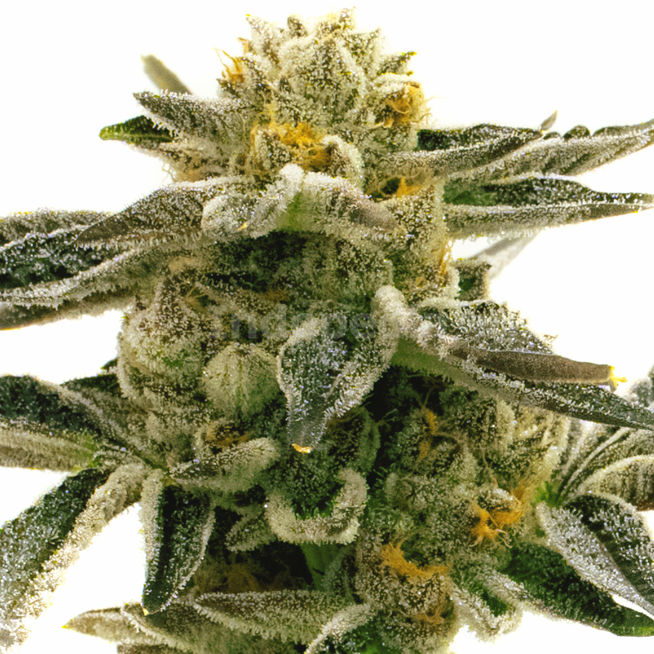 Sunset Sherbet Feminized Cannabis Seeds