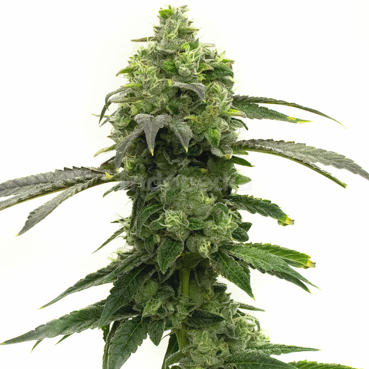 Super Lemon Haze Feminized Cannabis Seeds