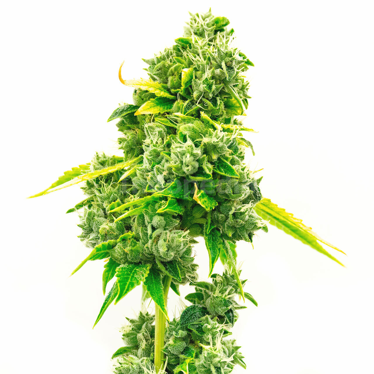 Super Silver Haze Autoflower Cannabis Seeds