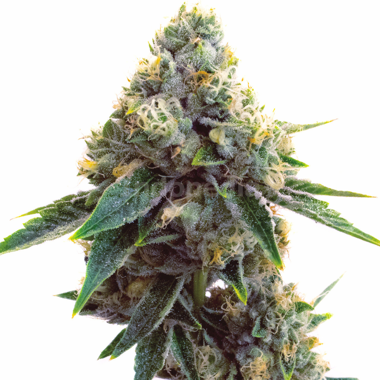 Super Silver Haze Feminized Cannabis Seeds