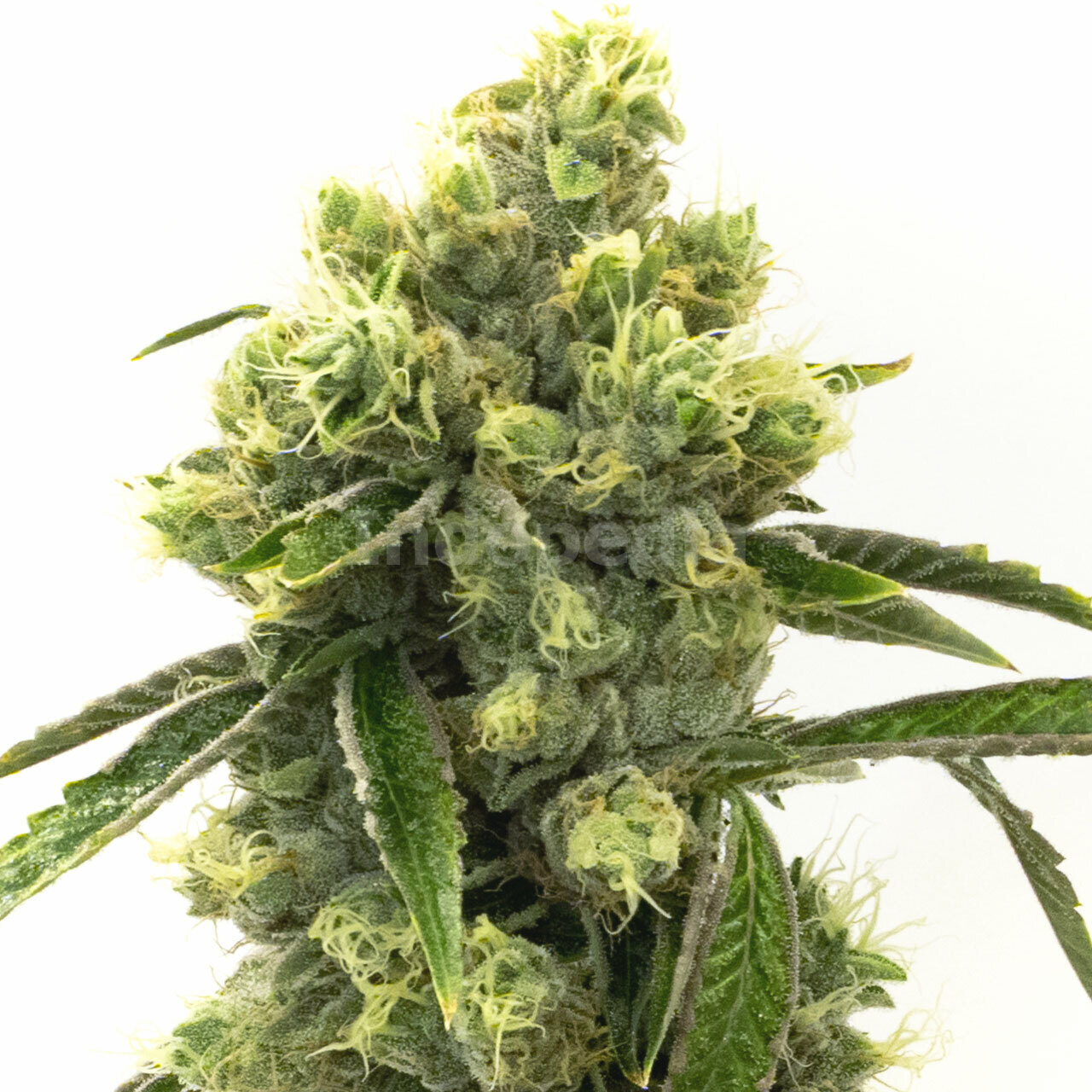Super Skunk Autoflower Cannabis Seeds