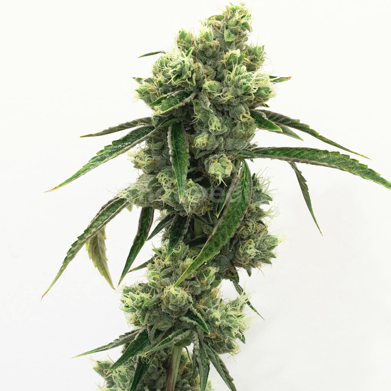 Super Skunk Feminized Cannabis Seeds