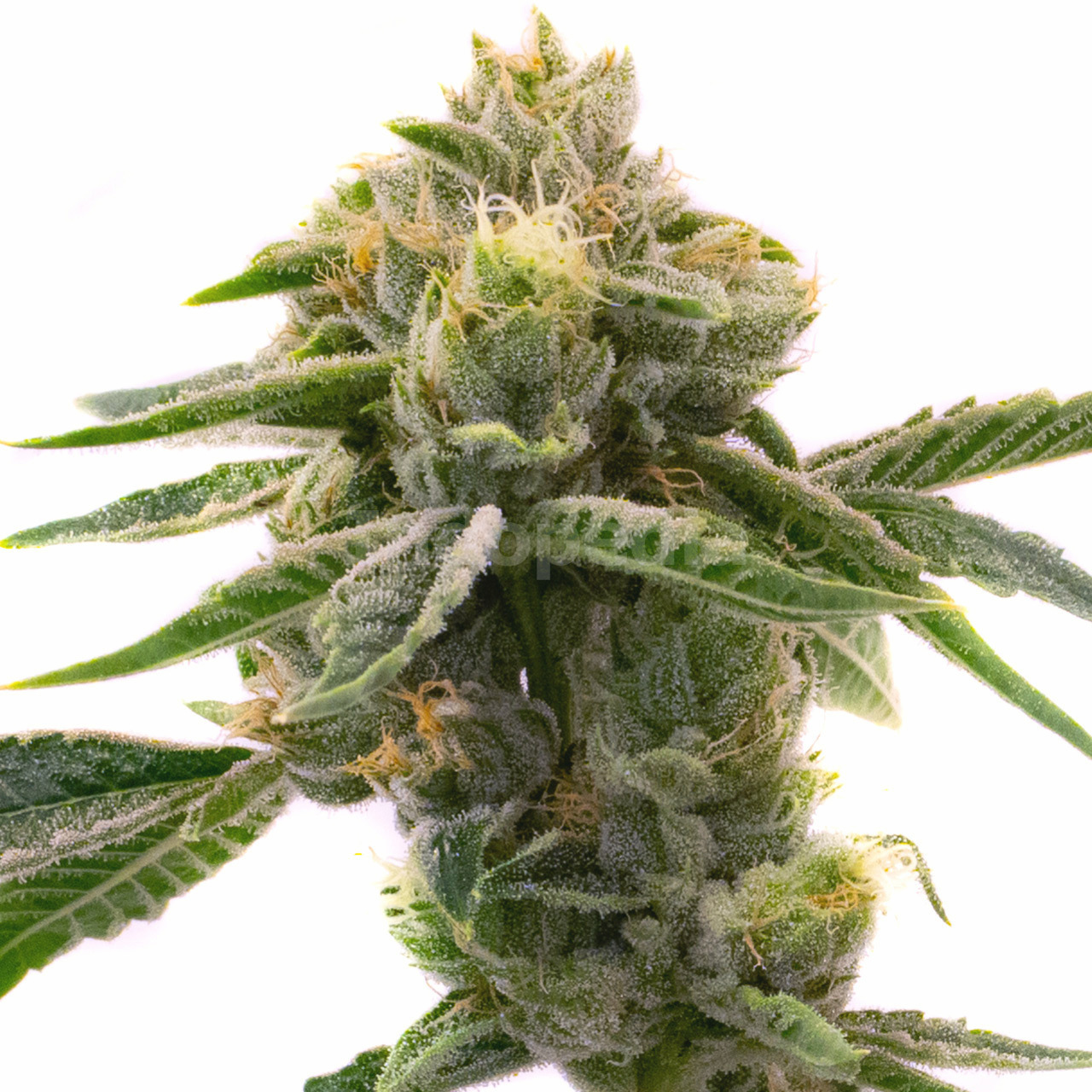 Sweet Tooth Autoflower Cannabis Seeds