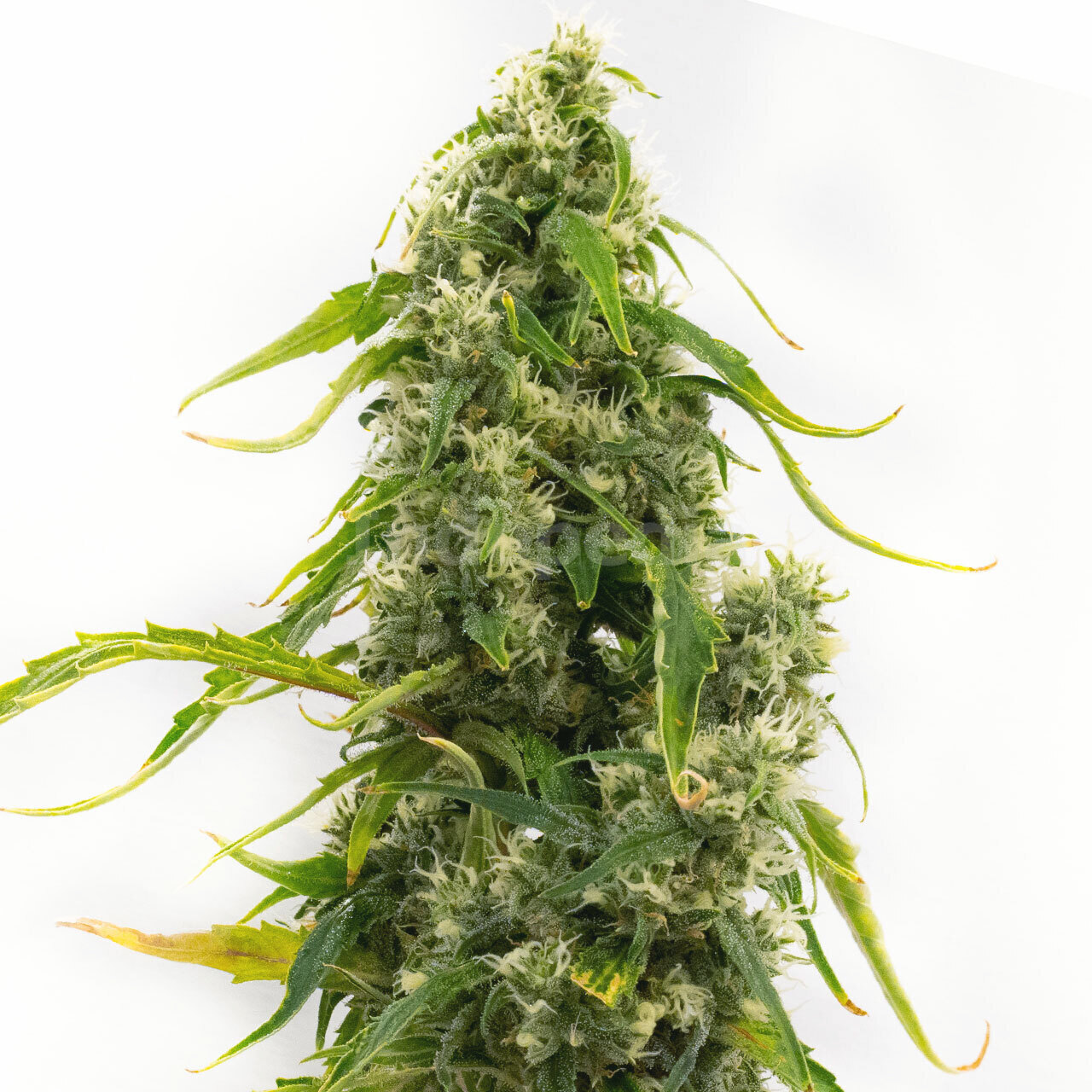 Tangie Feminized Cannabis Seeds