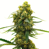 24k Gold Feminized Cannabis Seeds