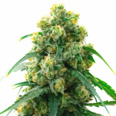 3 Kings Feminized Cannabis Seeds