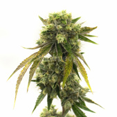 Afghan Autoflower Cannabis Seeds