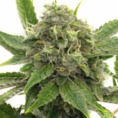 Afghan Feminized Cannabis Seeds