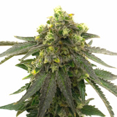 Afghan Kush Feminized Cannabis Seeds