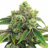 AK-47 Autoflower Cannabis Seeds