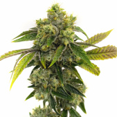 AK-47 Fast Version Cannabis Seeds