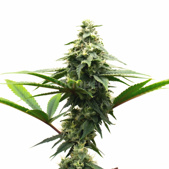 Alaskan Thunderfuck Feminized Cannabis Seeds