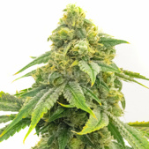 Alien OG Feminized Cannabis Seeds