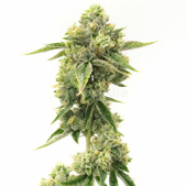 Amnesia Autoflower Cannabis Seeds