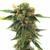 Amnesia Feminized Cannabis Seeds