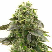 Amnesia Haze Autoflower Cannabis Seeds