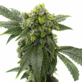 Amnesia Haze Feminized Cannabis Seeds