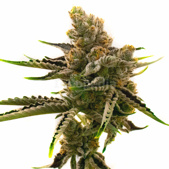 Amnesia Kush Autoflower Cannabis Seeds