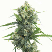 Banana Kush Autoflower Cannabis Seeds