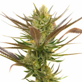 Banana Punch Feminized Cannabis Seeds