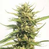Big Bud Autoflower Cannabis Seeds