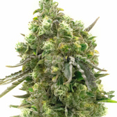 Big Bud Feminized Cannabis Seeds