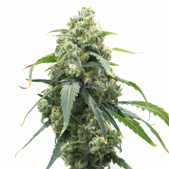 Big Bud Fast Version Cannabis Seeds